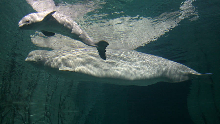 El Oceanogràfic de Valencia presenta a la cría de beluga con dos meses