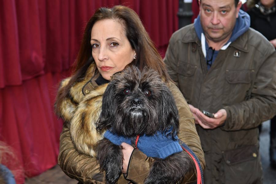 Fotos de la bendición de animales en Valencia durante la procesión de San Antonio Abad