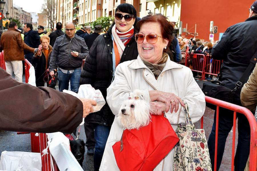 Fotos de la bendición de animales en Valencia durante la procesión de San Antonio Abad