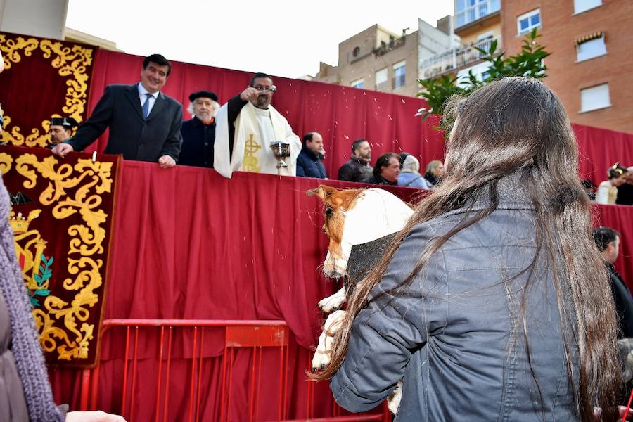 Fotos de la bendición de animales en Valencia durante la procesión de San Antonio Abad