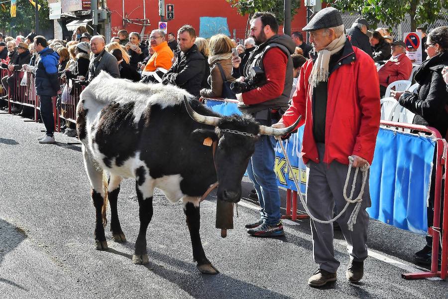 Fotos de la bendición de animales en Valencia durante la procesión de San Antonio Abad