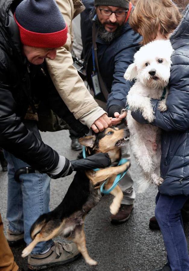 Fotos de la bendición de animales en Valencia durante la procesión de San Antonio Abad