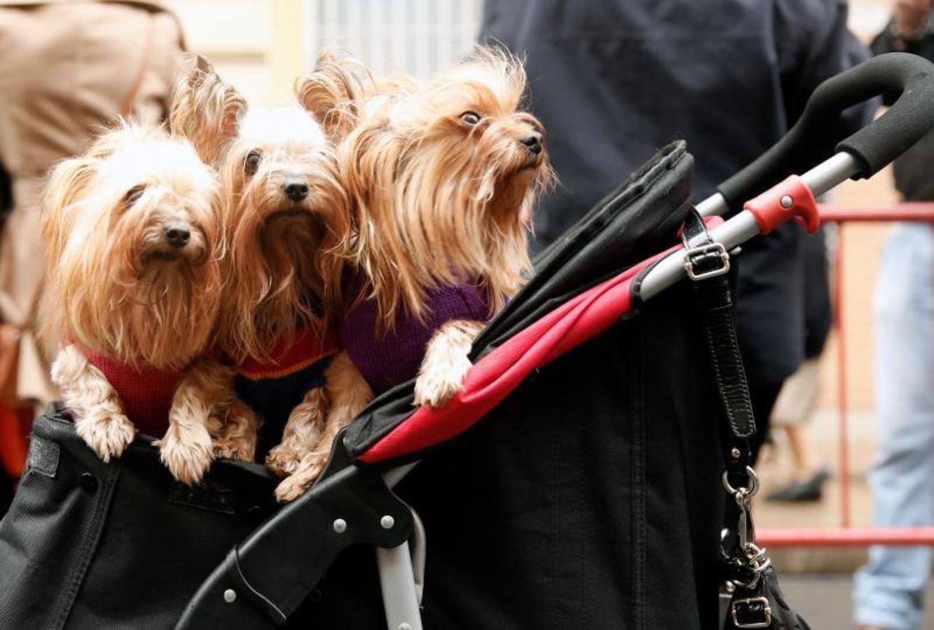 Fotos de la bendición de animales en Valencia durante la procesión de San Antonio Abad