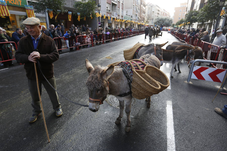 Fotos de la bendición de animales en Valencia durante la procesión de San Antonio Abad