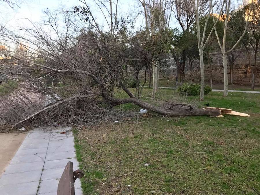 Árboles caídos en el antiguo cauce del río Turia (Valencia).