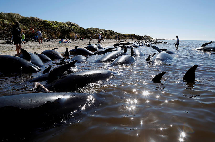 Fotos de las ballenas varadas en la Bahía de Oro