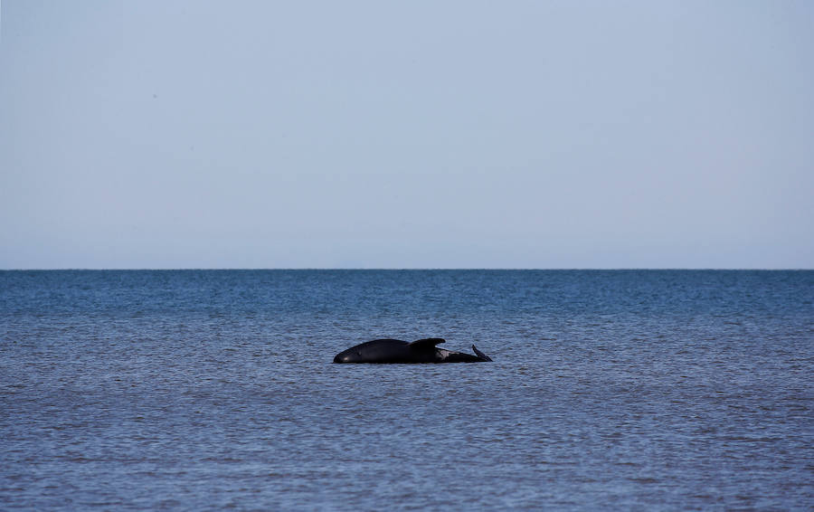 Fotos de las ballenas varadas en la Bahía de Oro