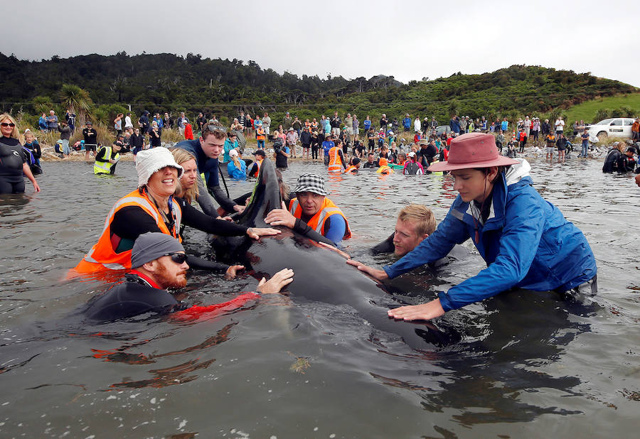 Fotos de las ballenas varadas en la Bahía de Oro