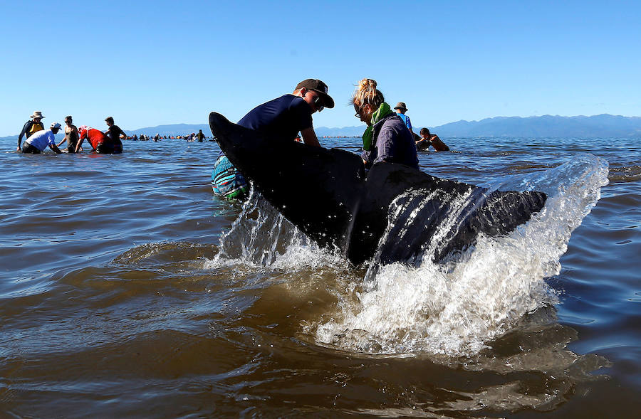 Fotos de las ballenas varadas en la Bahía de Oro