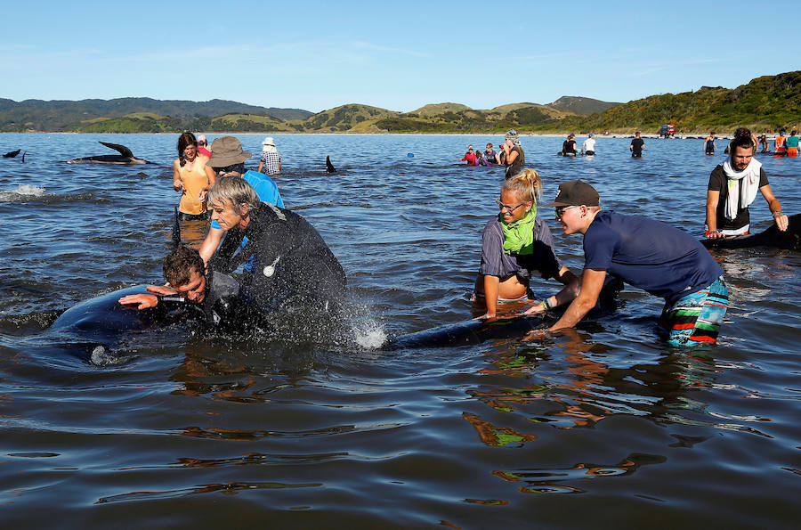 Fotos de las ballenas varadas en la Bahía de Oro