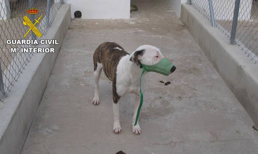 Muere un hombre atacado por los cinco perros de raza peligrosa de su vecino en Beniarbeig