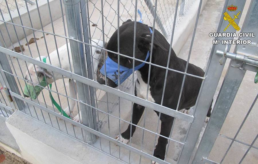 Muere un hombre atacado por los cinco perros de raza peligrosa de su vecino en Beniarbeig