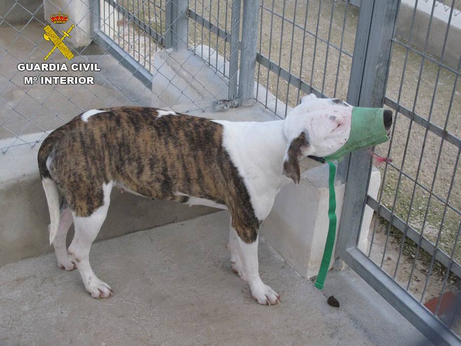 Muere un hombre atacado por los cinco perros de raza peligrosa de su vecino en Beniarbeig