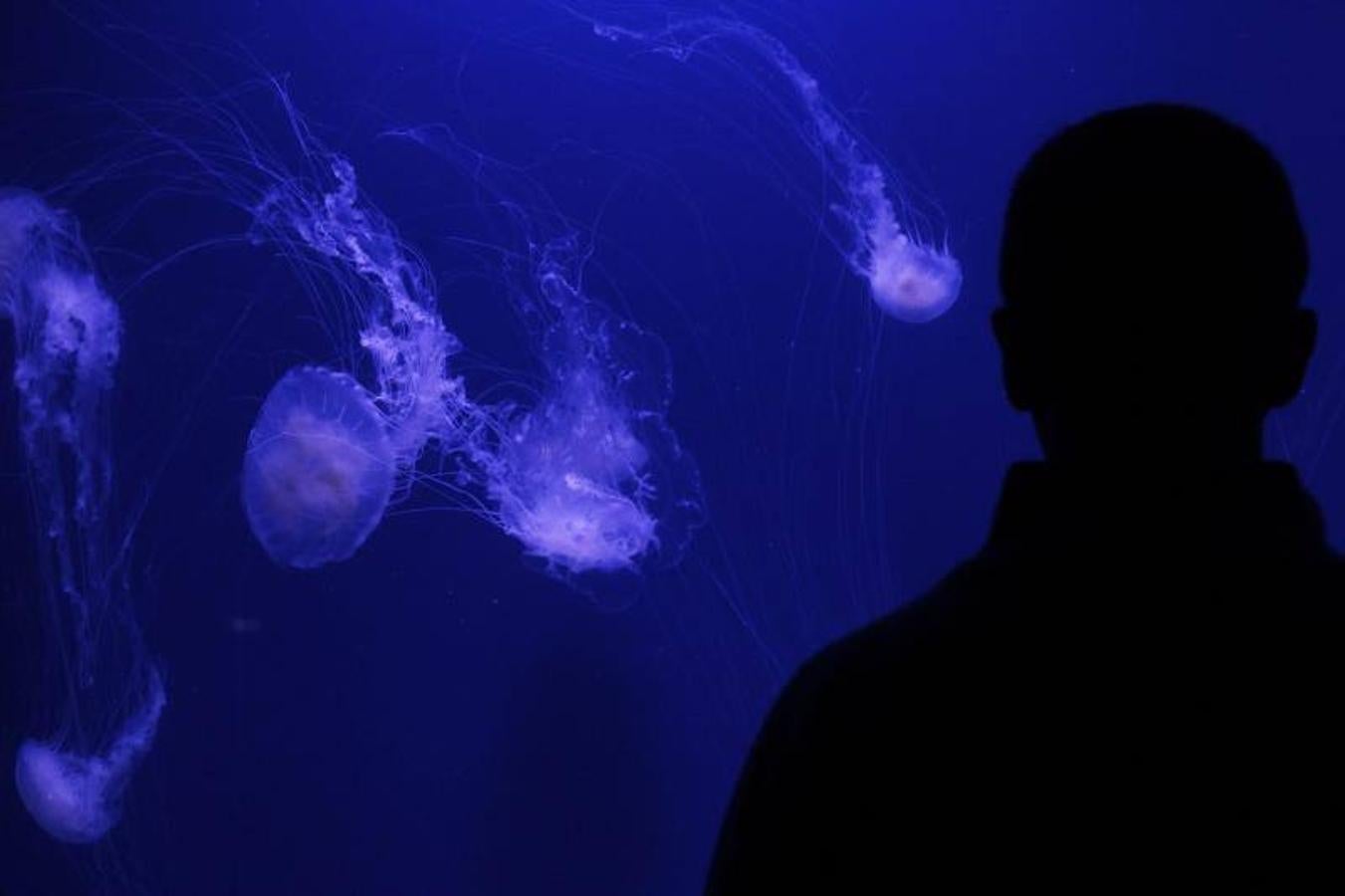 Fotos de la exposición &#039;Medusas como jamás se habían visto&#039; en l&#039;Oceanogràfic de Valencia