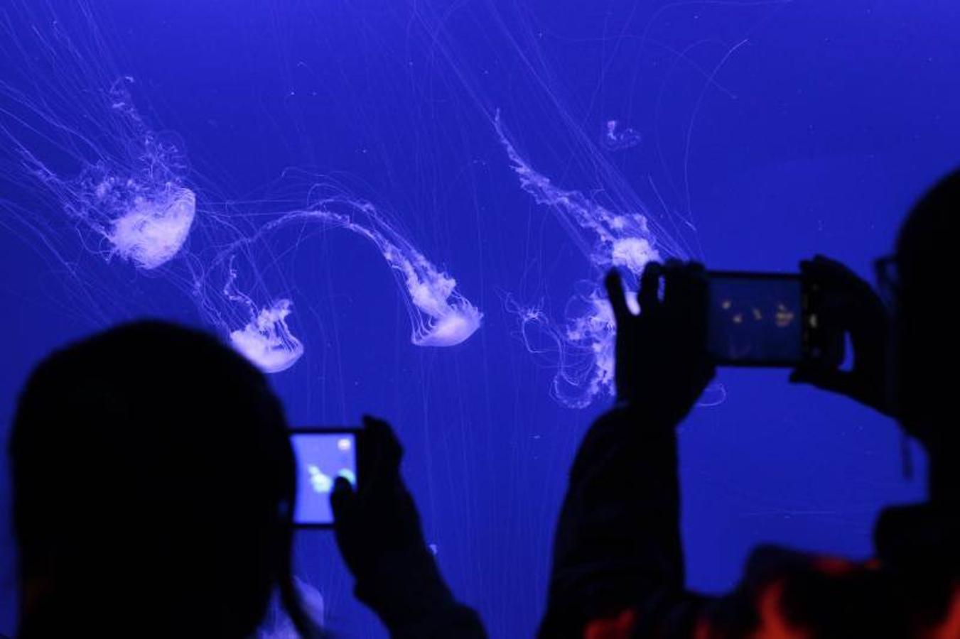 Fotos de la exposición &#039;Medusas como jamás se habían visto&#039; en l&#039;Oceanogràfic de Valencia