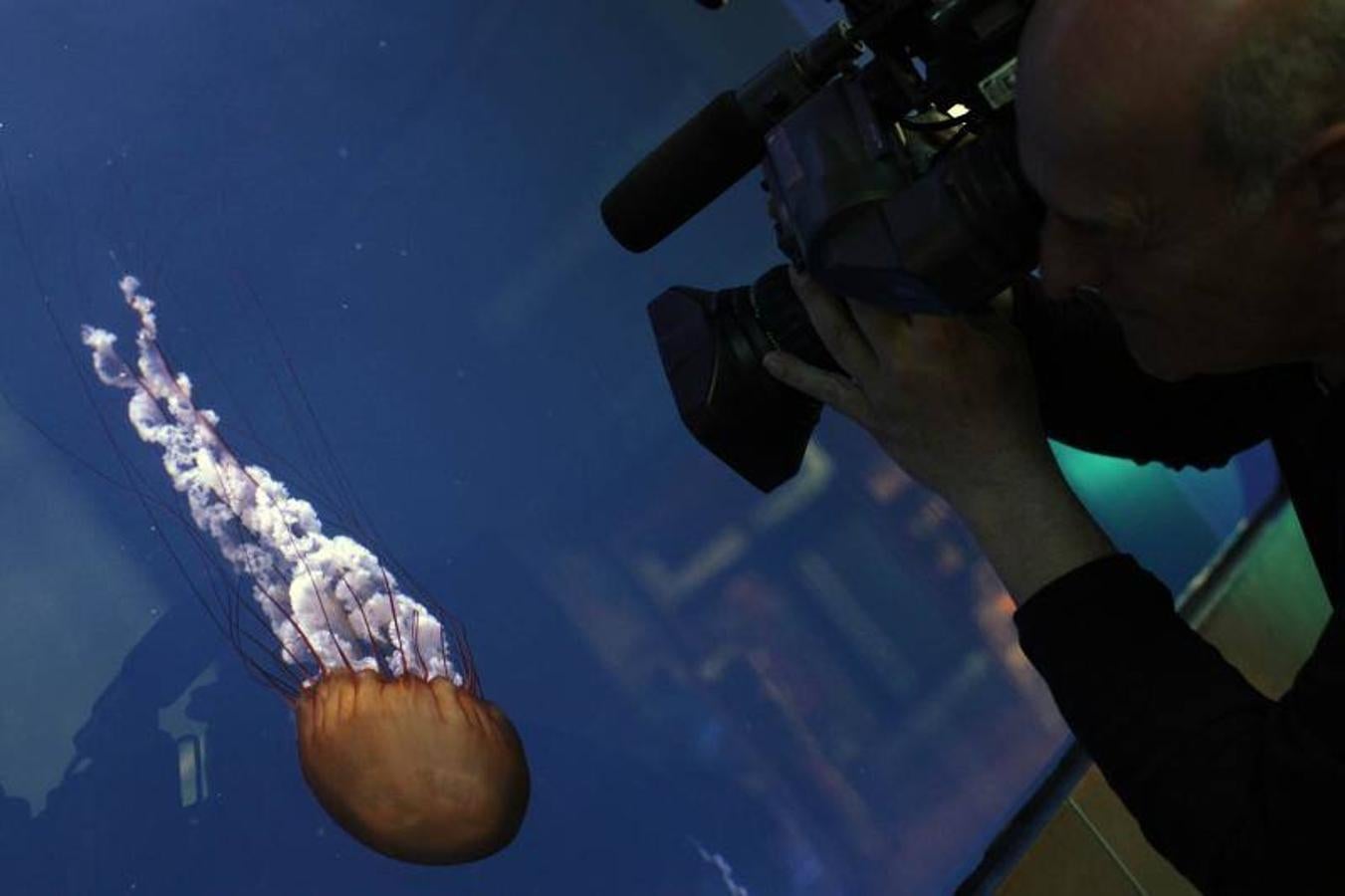 Fotos de la exposición &#039;Medusas como jamás se habían visto&#039; en l&#039;Oceanogràfic de Valencia