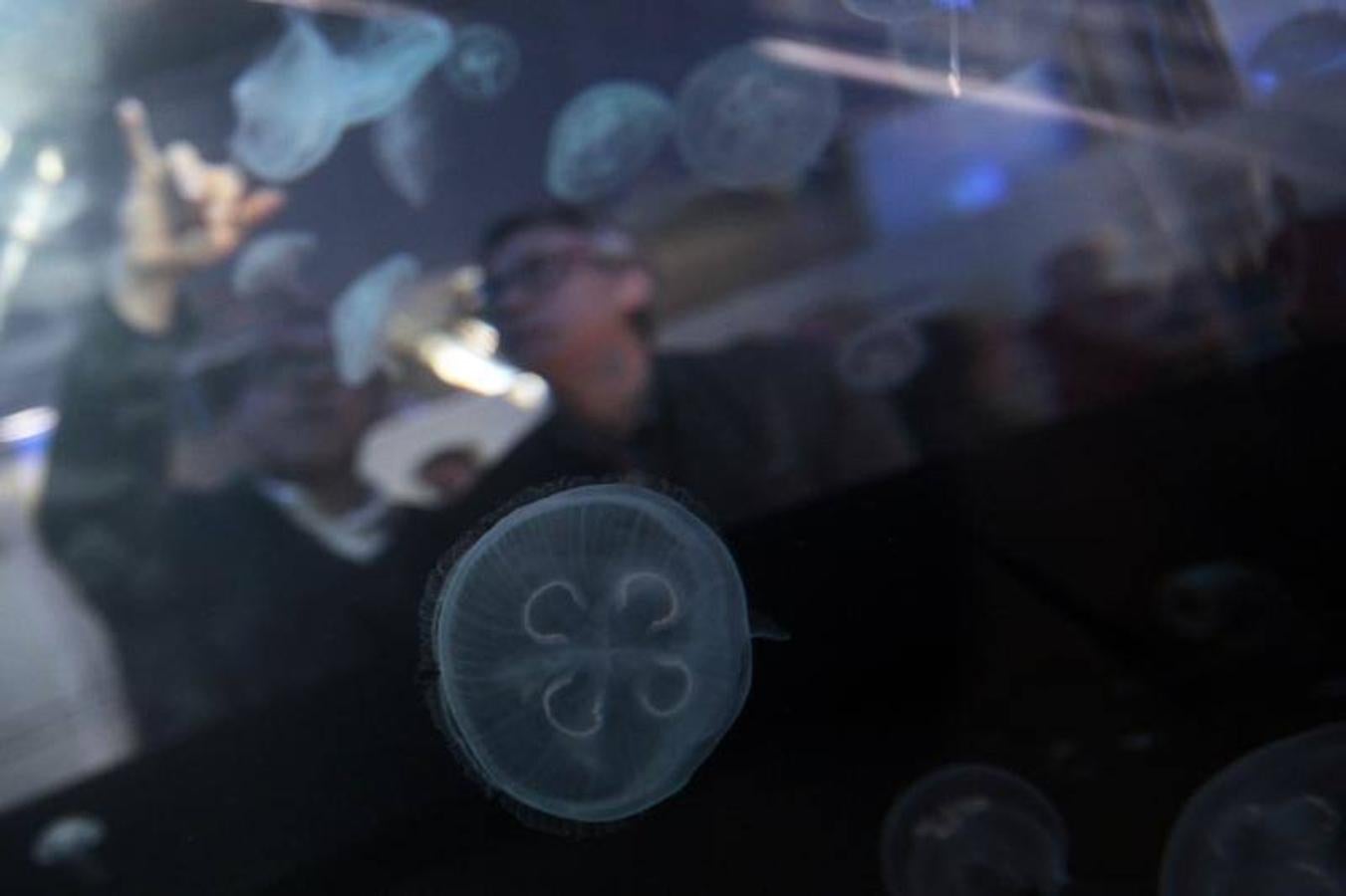 Fotos de la exposición &#039;Medusas como jamás se habían visto&#039; en l&#039;Oceanogràfic de Valencia