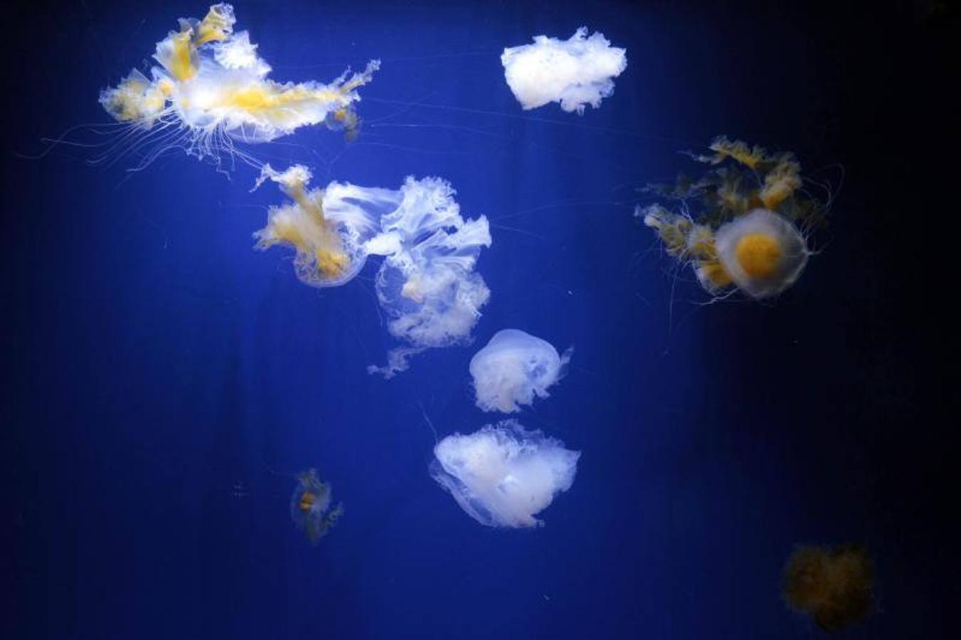 Fotos de la exposición &#039;Medusas como jamás se habían visto&#039; en l&#039;Oceanogràfic de Valencia