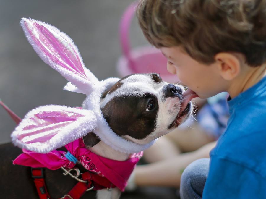 Fotos de los perros más graciosos del desfile anual de Pascua de Georgia