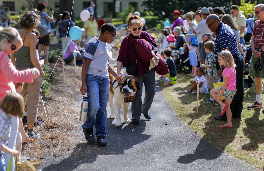 Fotos de los perros más graciosos del desfile anual de Pascua de Georgia