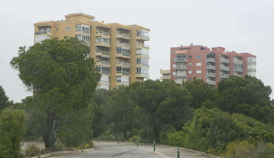 Fotos de la masa forestal en El Saler