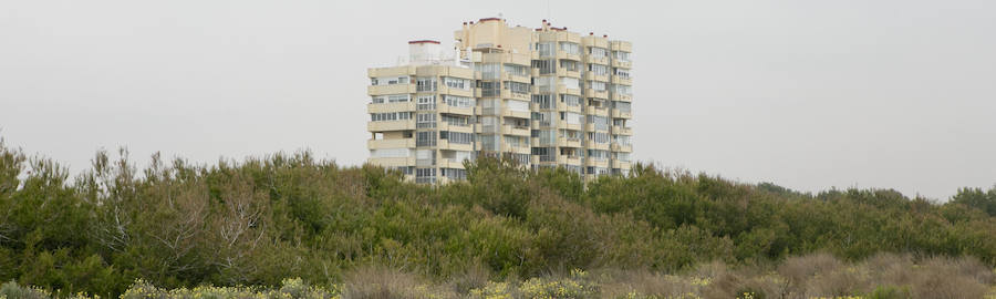Fotos de la masa forestal en El Saler