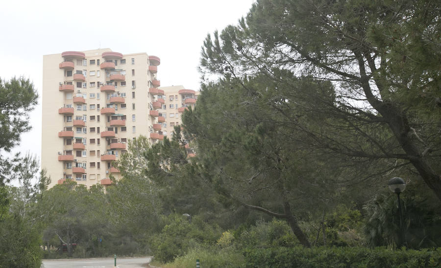 Fotos de la masa forestal en El Saler