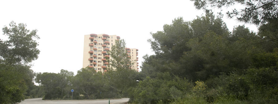 Fotos de la masa forestal en El Saler