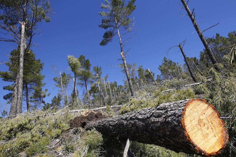 Fotos de la pinada de Utiel tras el temporal de invierno