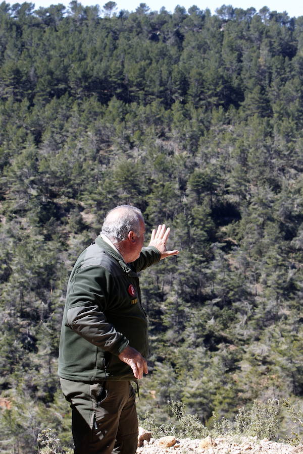 Fotos de la pinada de Utiel tras el temporal de invierno