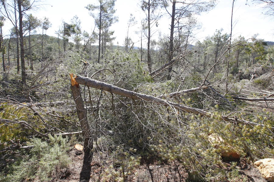 Fotos de la pinada de Utiel tras el temporal de invierno