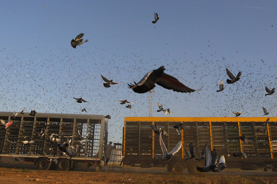 Fotos de la suelta de 70.000 palomas mensajeras de la Federación Portuguesa de Colombofilia