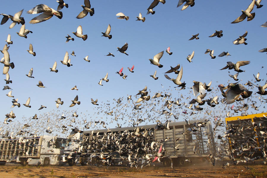 Fotos de la suelta de 70.000 palomas mensajeras de la Federación Portuguesa de Colombofilia