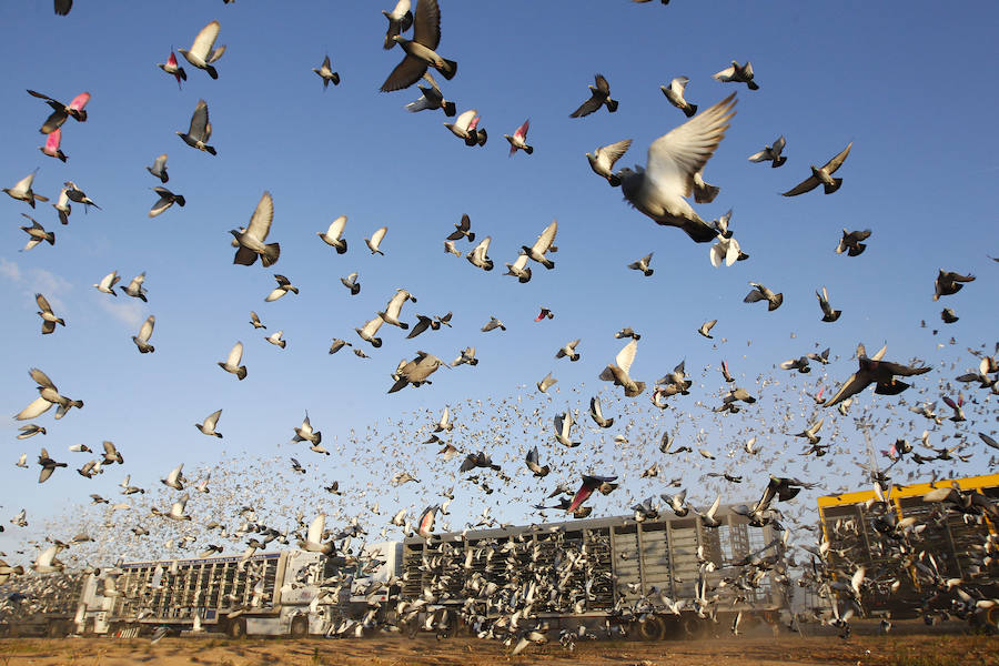 Fotos de la suelta de 70.000 palomas mensajeras de la Federación Portuguesa de Colombofilia