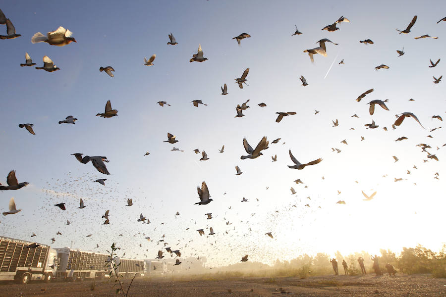 Fotos de la suelta de 70.000 palomas mensajeras de la Federación Portuguesa de Colombofilia