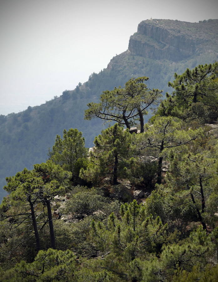 El Garbí en el Parque Natural de la Sierra Calderona. 