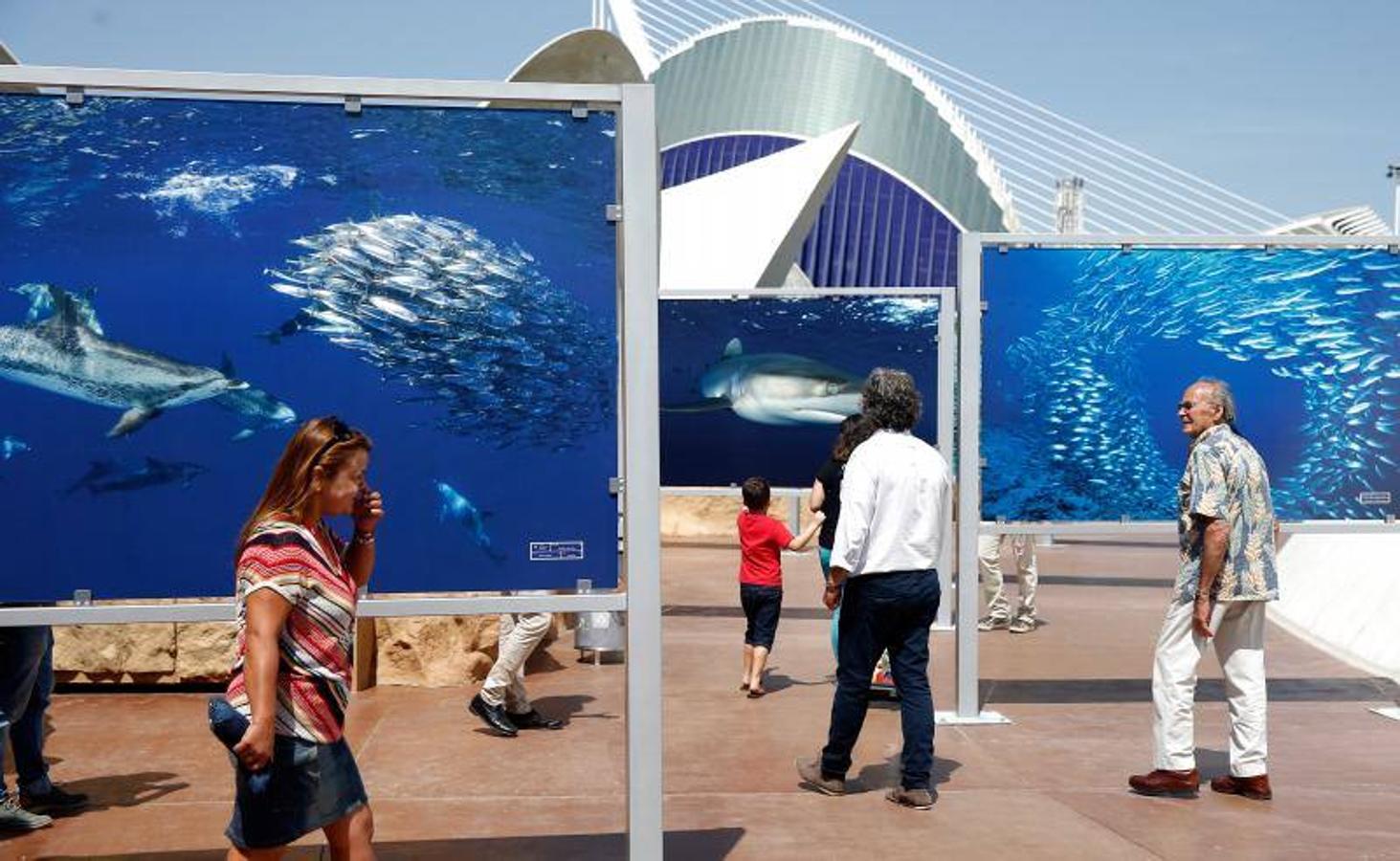 Fotos del Festival de Imagen Submarina en l&#039;Oceanogràfic de Valencia (2017)