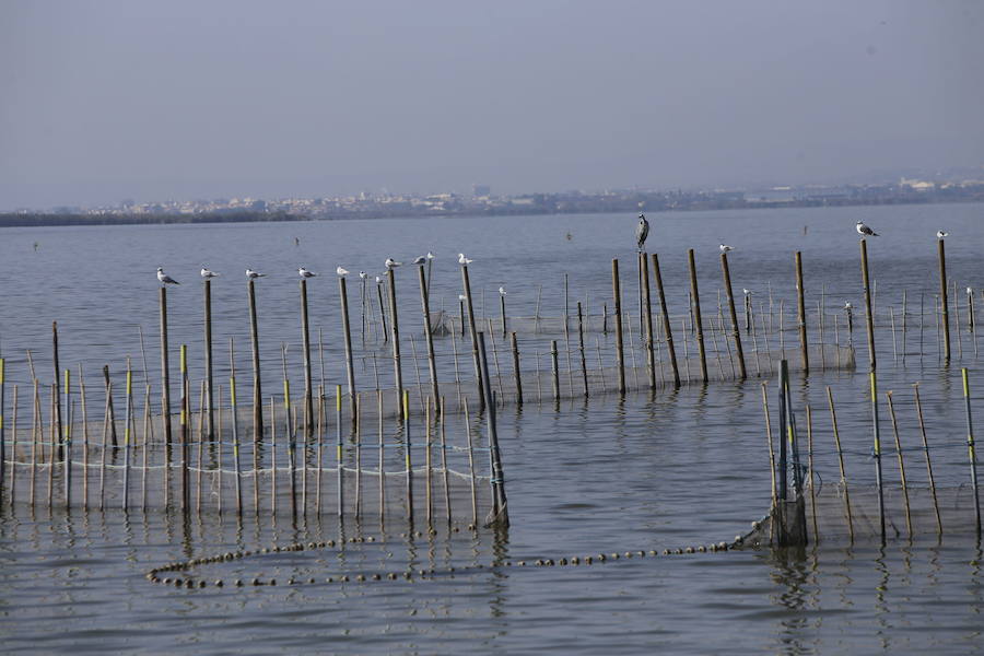 Fotos de la Devesa-Albufera de Valencia