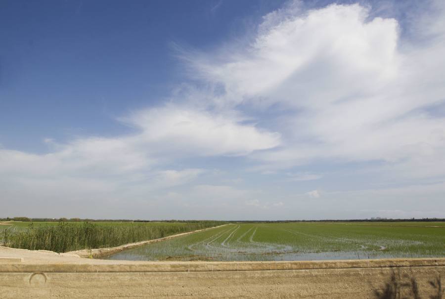 Fotos de la Devesa-Albufera de Valencia