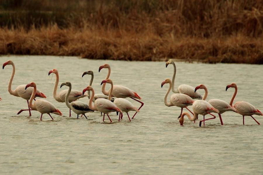 Fotos de la Devesa-Albufera de Valencia