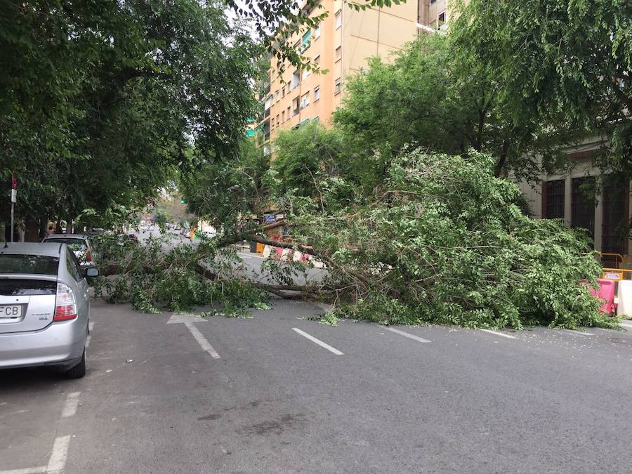 Fotos del árbol caído en la avenida Burjassot de Valencia