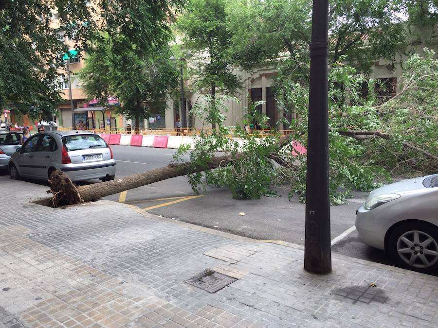 Fotos del árbol caído en la avenida Burjassot de Valencia