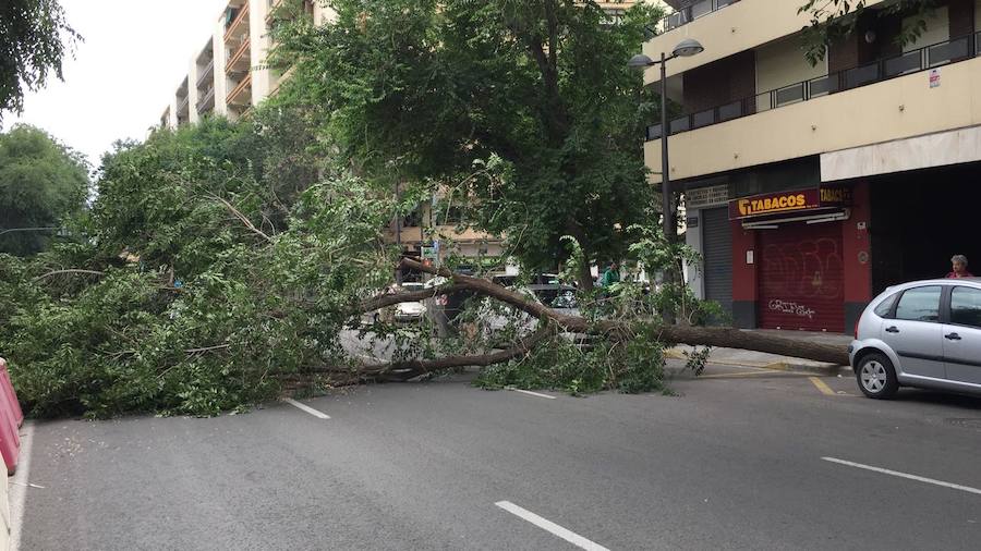 Fotos del árbol caído en la avenida Burjassot de Valencia