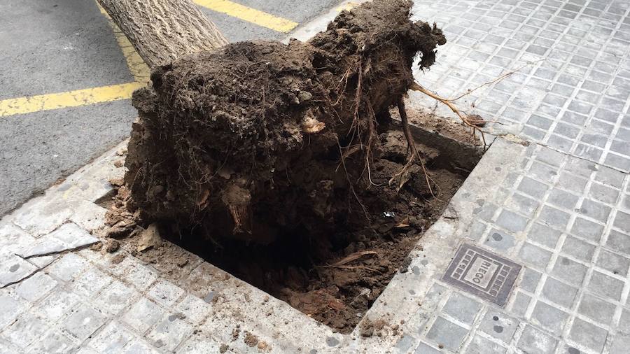 Fotos del árbol caído en la avenida Burjassot de Valencia