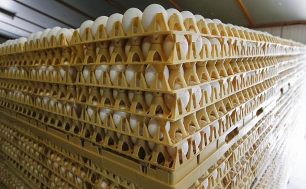Cientos de miles de huevos contaminados por un insecticida en Holanda