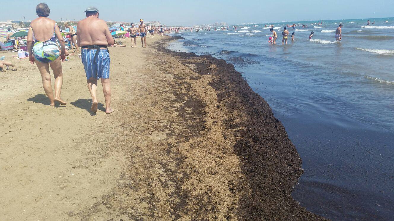 Críticas por los montones de algas en playas de Valencia