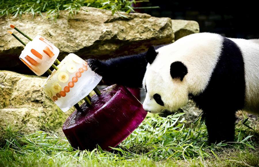 El oso panda Xing Ya celebra su cuarto cumpleaños con una tarta de hielo y frutas en el zoo de Rhenen (Holanda).