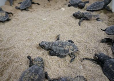 Imagen secundaria 1 - Las tortugas que nacieron en Sueca vuelven al mar en septiembre