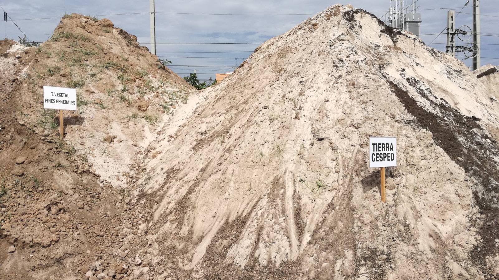 Fotos de los árboles que se anclarán al suelo en el Parque Central