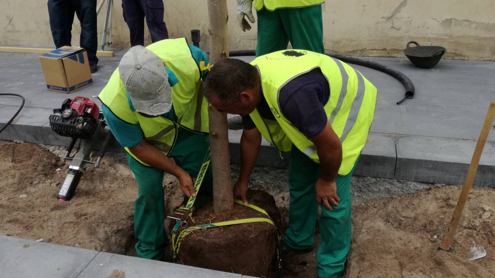 Fotos de los árboles que se anclarán al suelo en el Parque Central